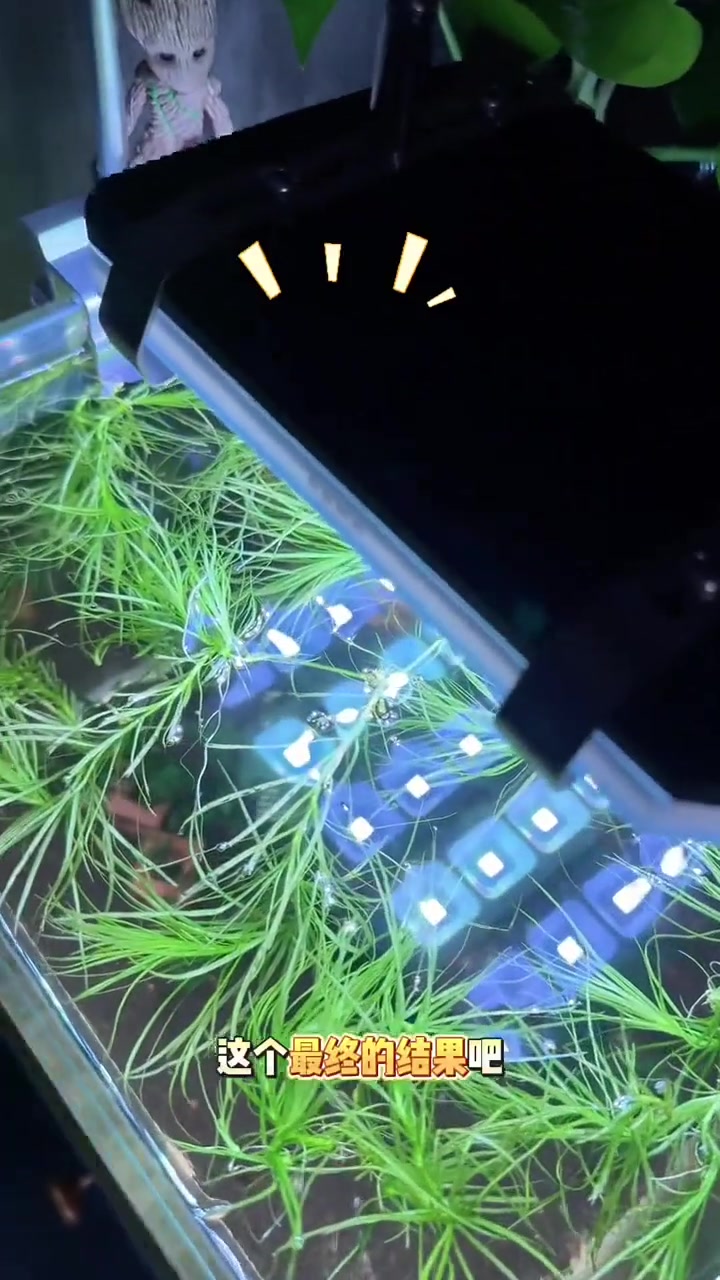 养虾必看！母虾死了带蛋？