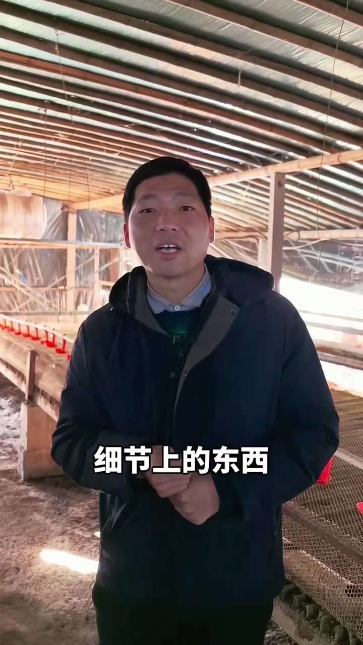 年前3块多的鹅苗到底值不值得养?