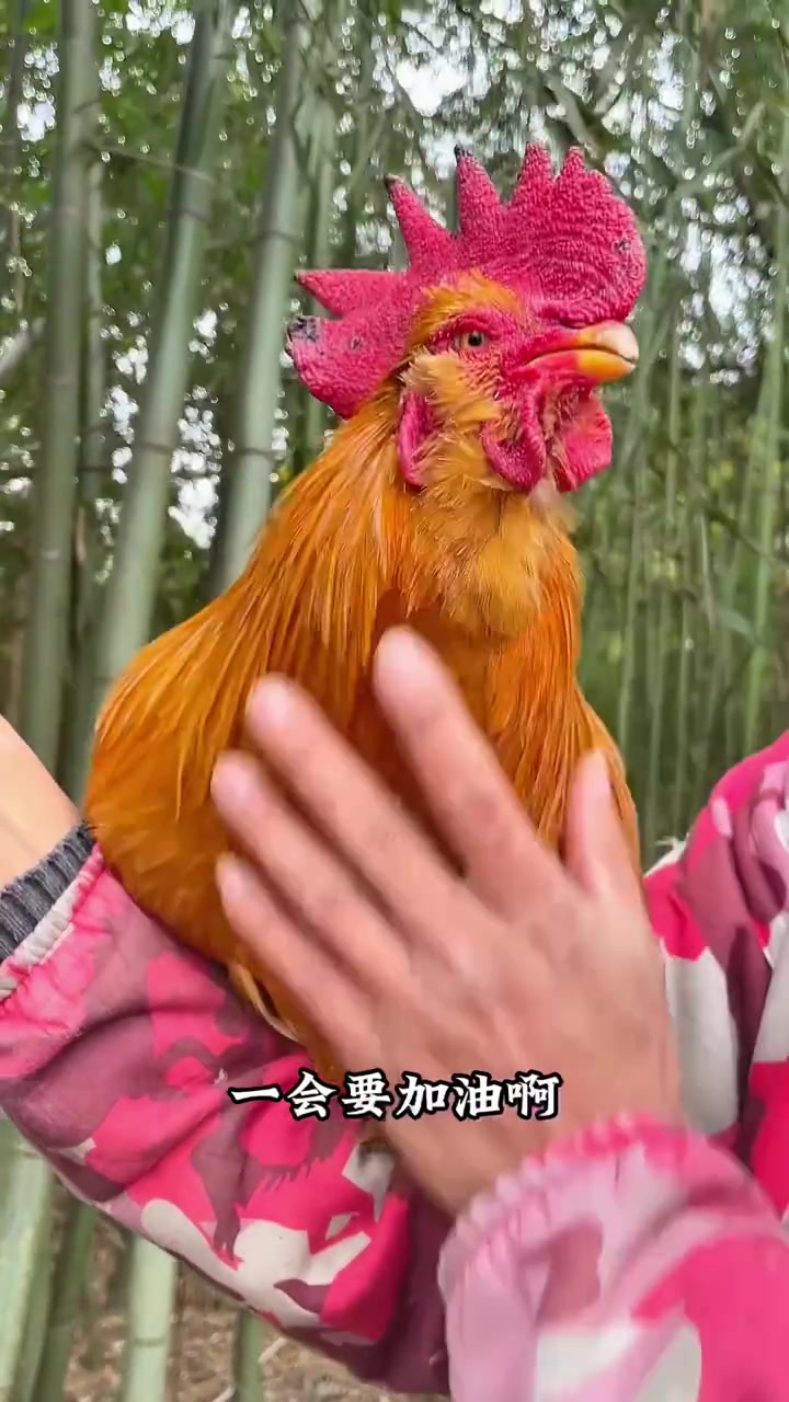 黑公鸡啄外甥女，让大公鸡去好好教训它！