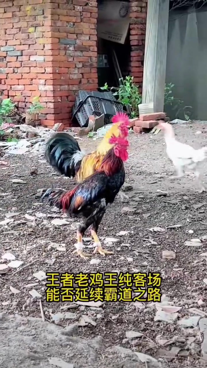 七彩四川老品种土鸡王：天凰，换毛中后期阶段，不知是否还能达到去年的颜值