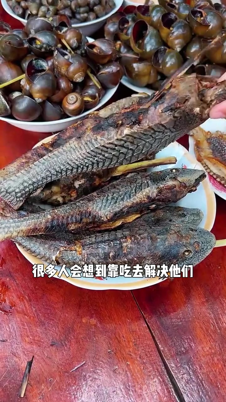 清道夫鱼到底有多可怕？知识播种计划