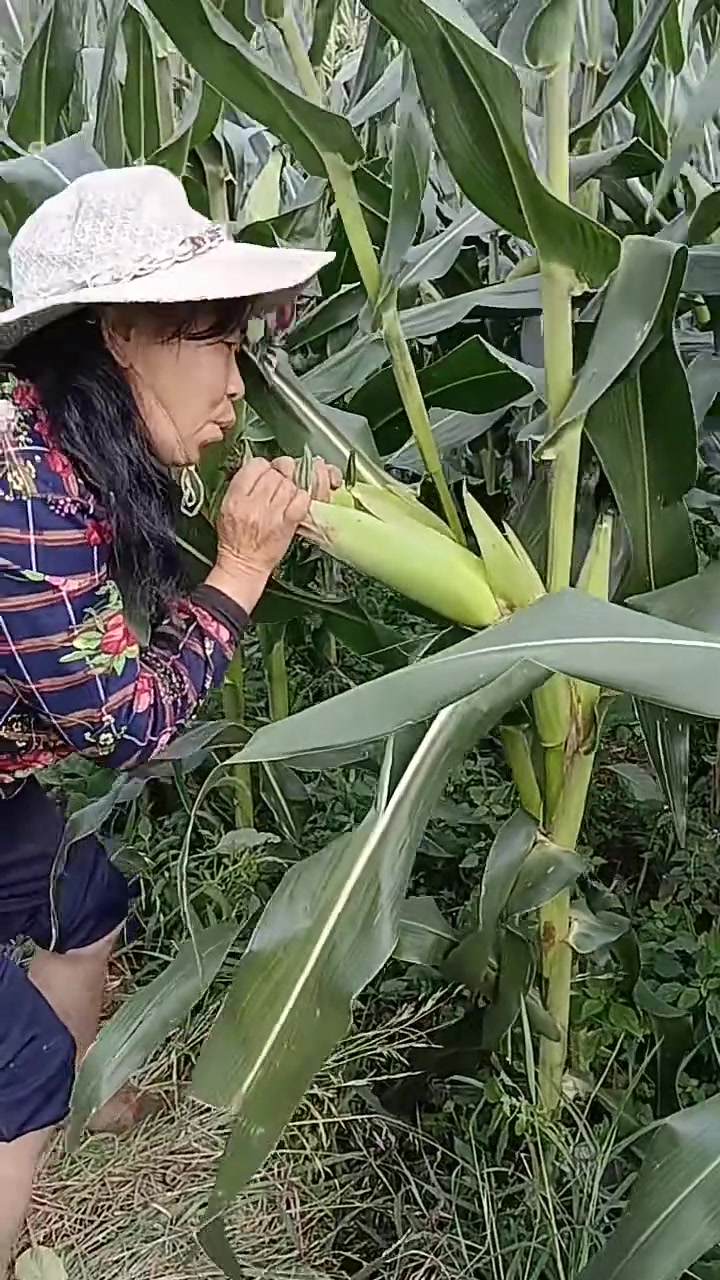 可爱的少女心壁纸