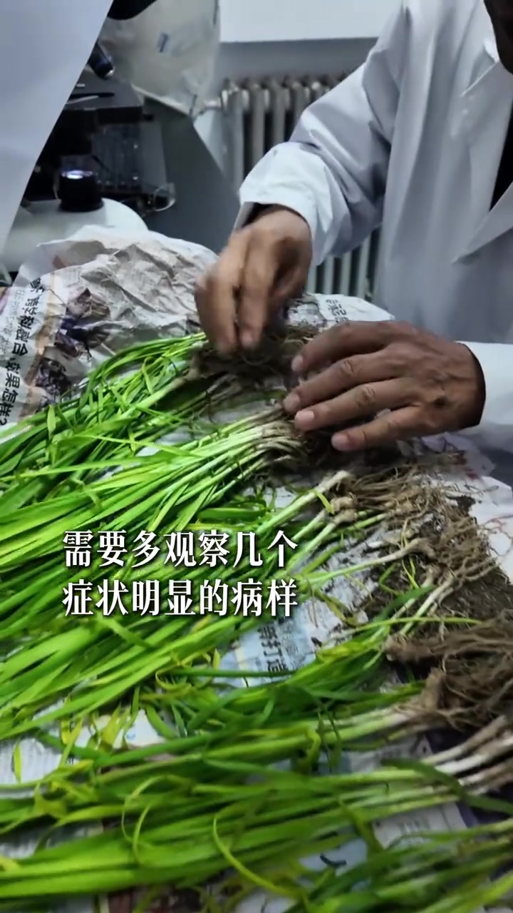 显微镜揭示韭菜黄叶真相，关键病因大揭秘！