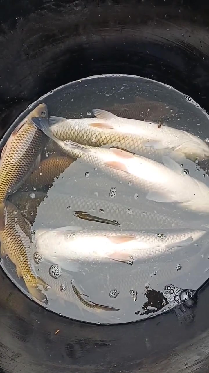 这里是我们的山水鱼