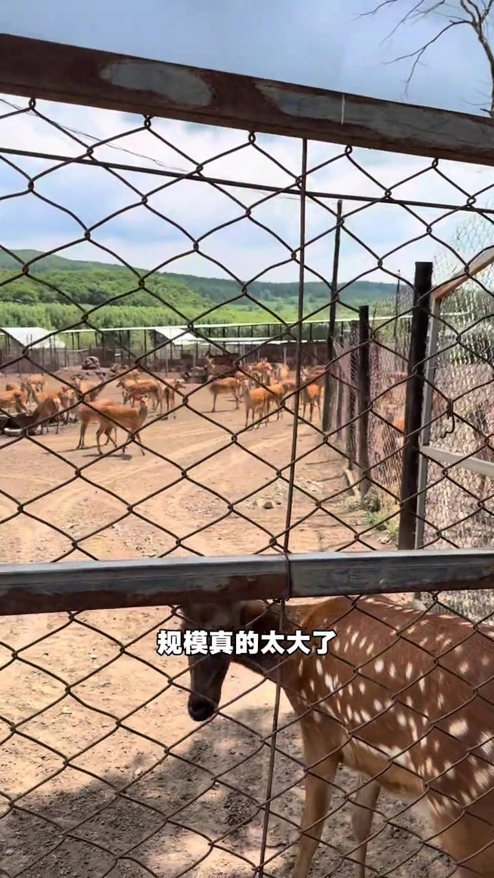 国内最大梅花鹿养殖基地,里面的梅花鹿价值竟达一个小目标