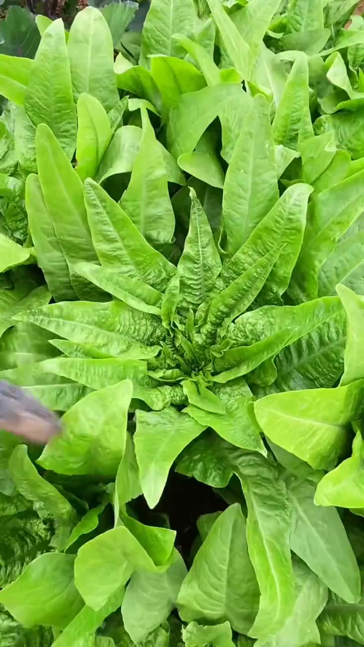 我的洪山红菜苔终于可以摘了，第一批就摘了三四斤