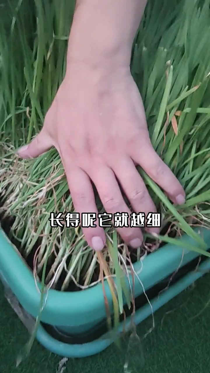 韭菜种植方法技巧，长的细干尖黄叶等等长不好的问题