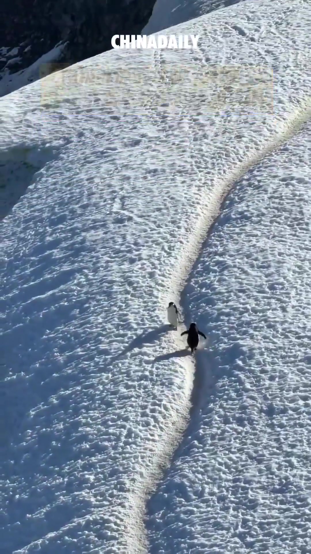 超萌！企鹅界也有自己的高速公路