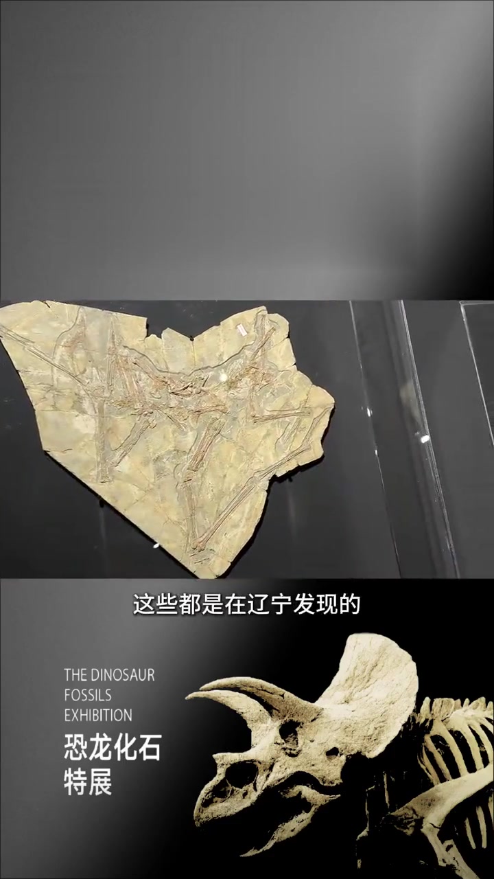 还有多少小龙崽不知道！翼龙不是恐龙啊！