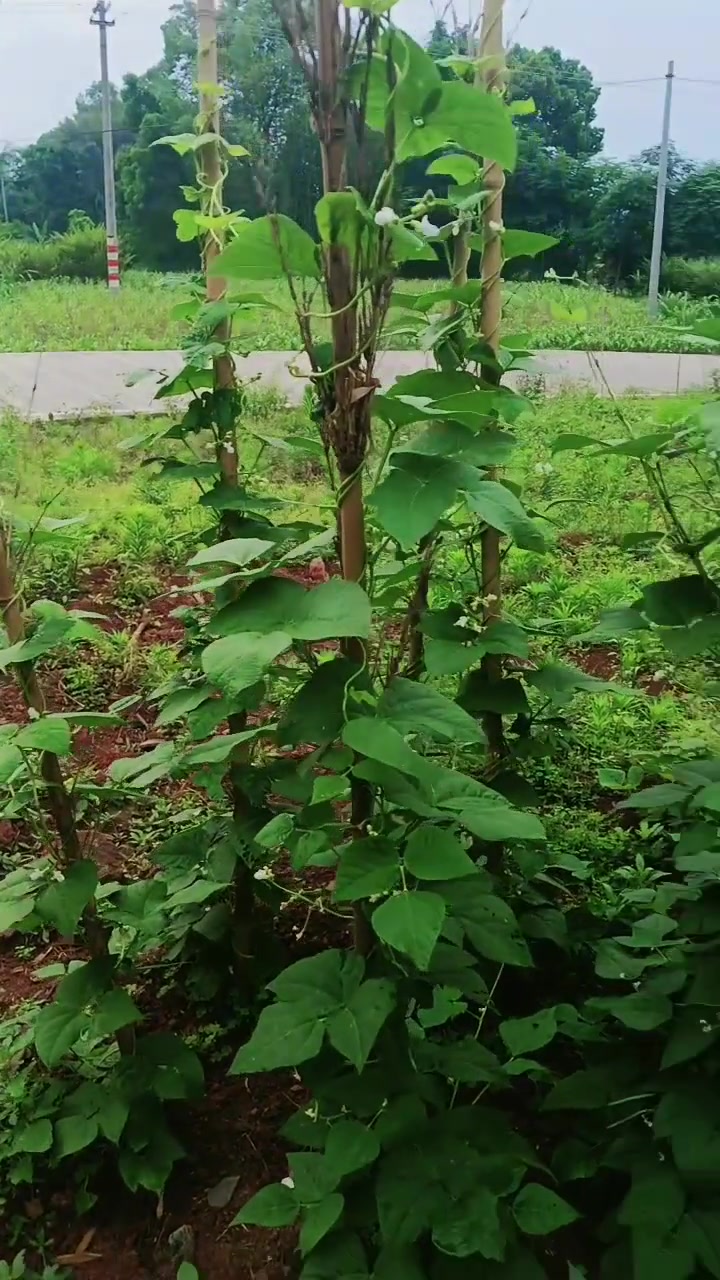 探寻最美农家小院,邂逅一片碧绿菜园的诗意风景