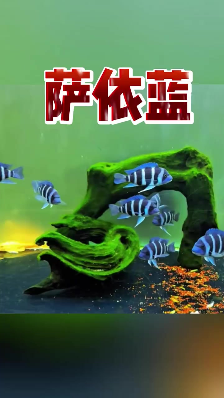 萨依蓝 水族 观赏鱼