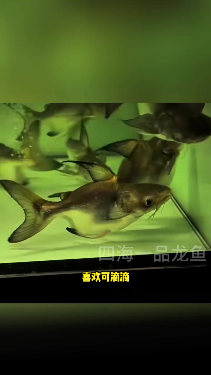 球鲨鱼 水族  观赏鱼