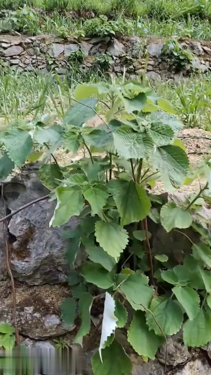 野菜灰灰菜,你知道它有哪些营养价值和做法吗?