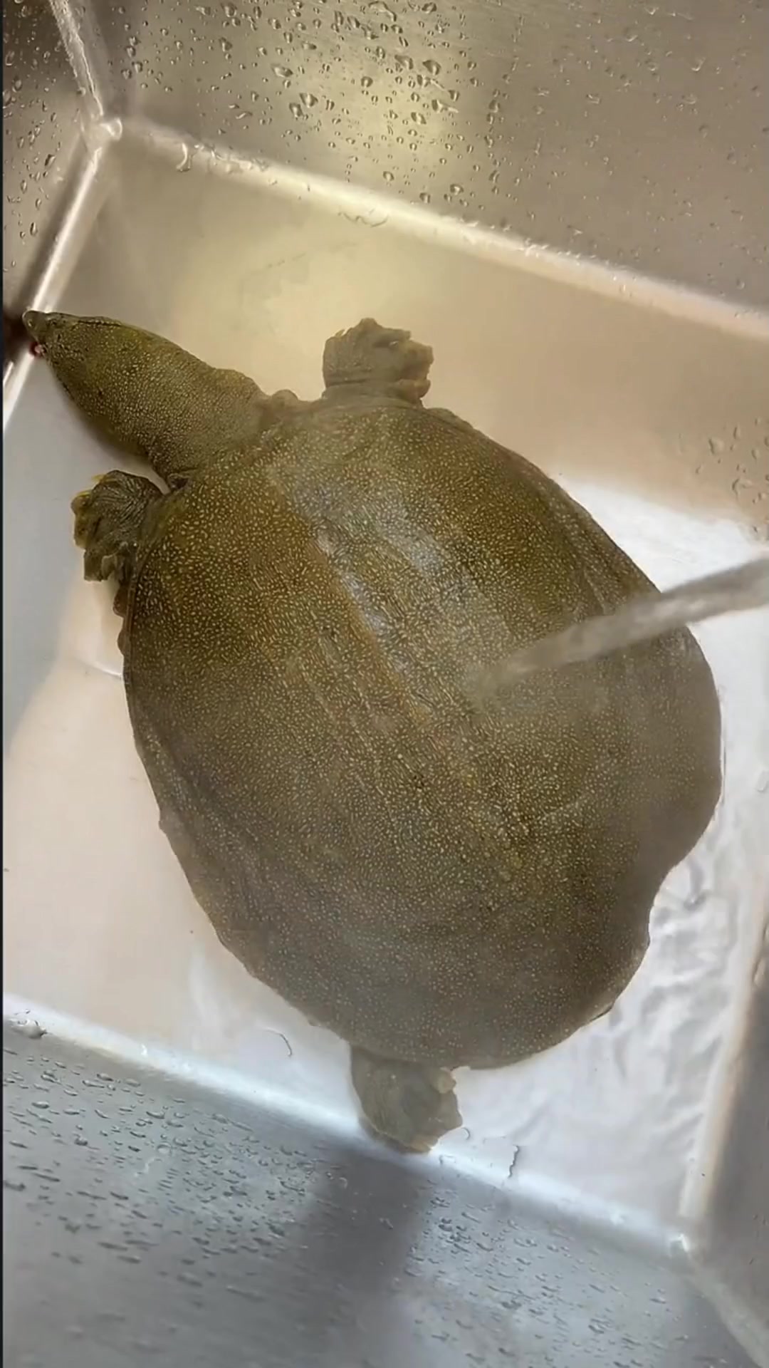 晚餐记:一碗暖胃又暖心的甲鱼鸽子汤