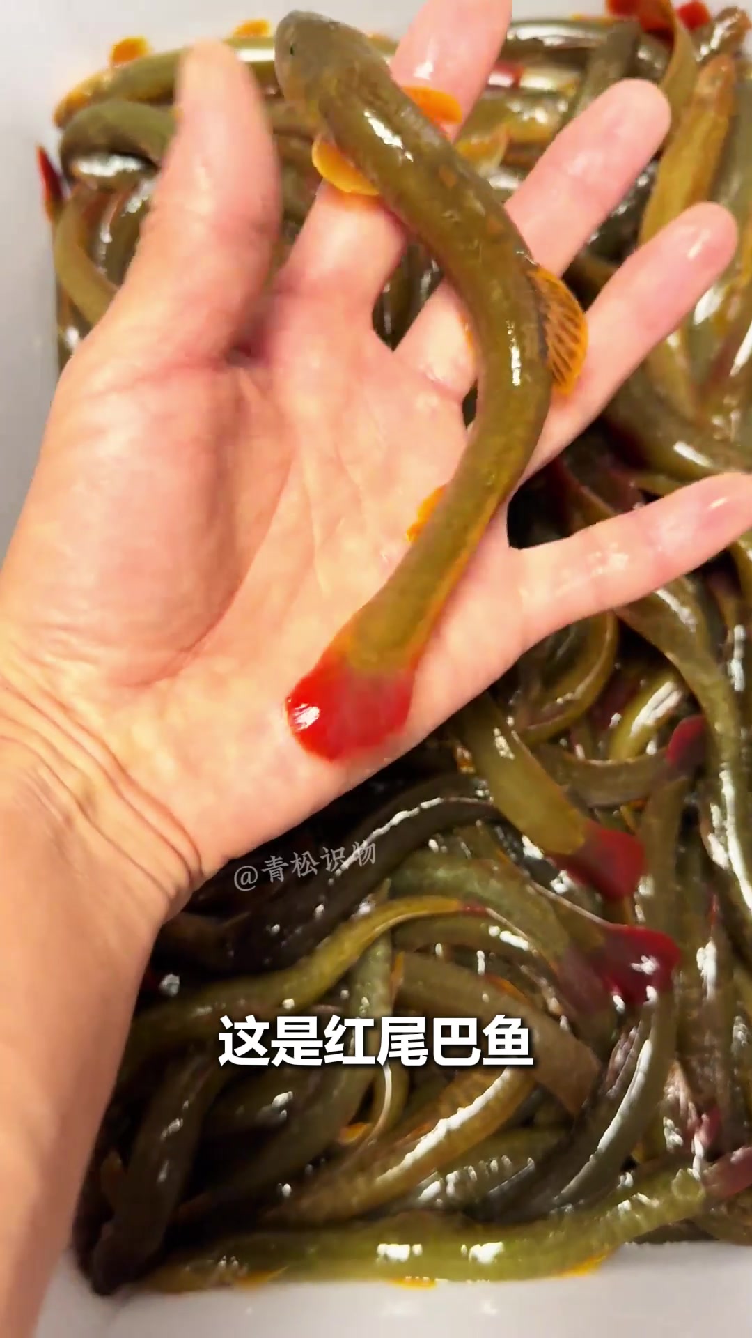 带你认识18种奇怪的淡水鱼！