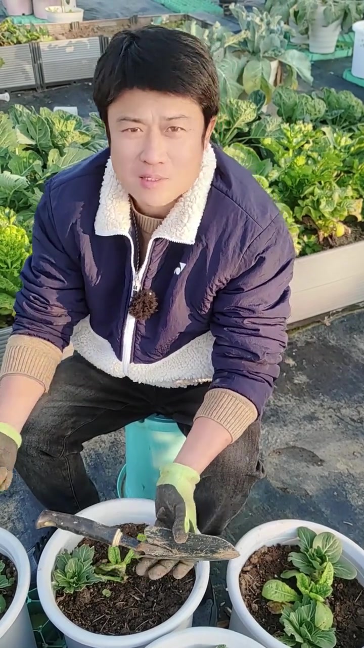 阳台露台种菜：小菜园盆栽地栽的种植方法与时间