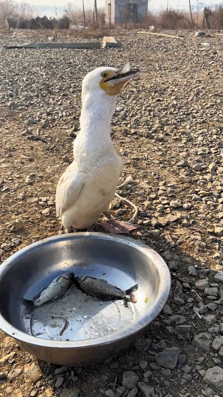 看看小鸭子怎么吃鱼的
