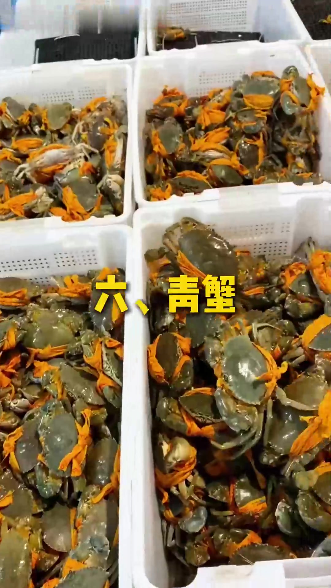 10种长速飞快的海水养殖品种