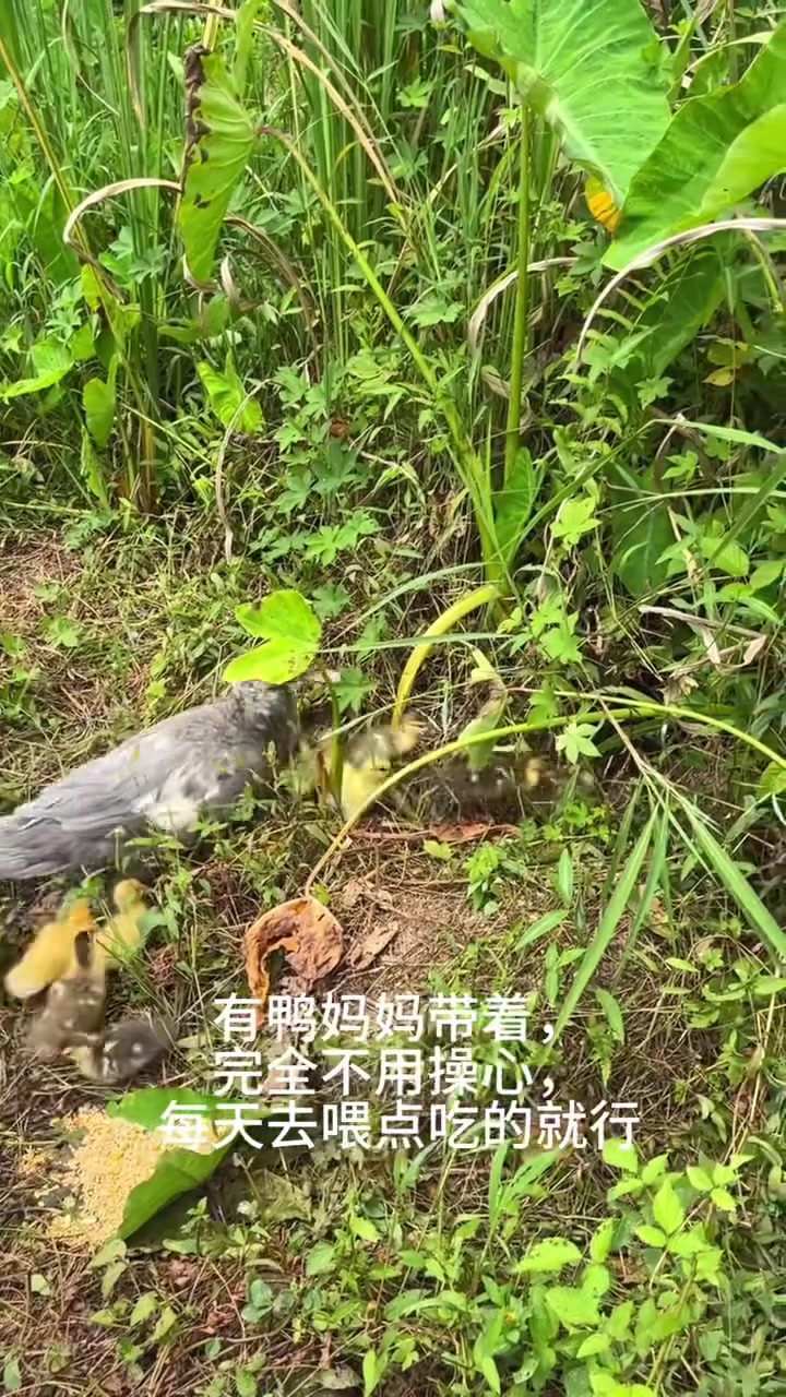 小鸭子又双叒出壳了，每周都有新生命诞生