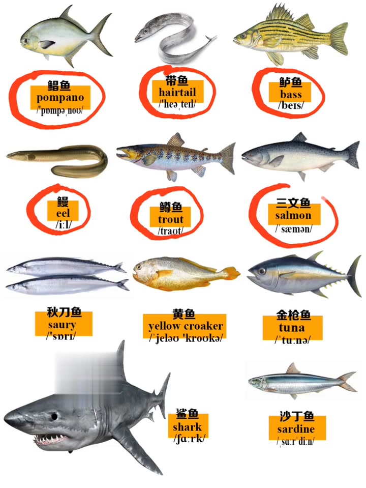 这些海鱼用英语怎么说？