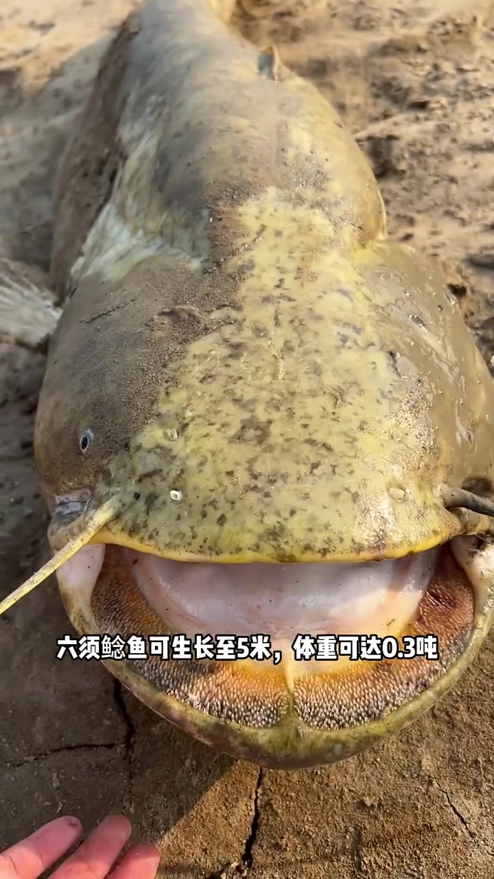 世界上最大鱼类排行榜 水族 观赏鱼