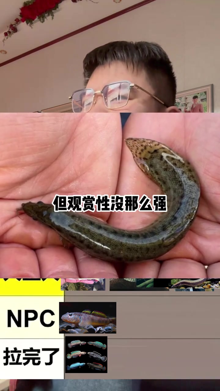 溪流缸养什么鱼最权威？当然是吉罗啊，难道是养我啊！溪流鱼丛夯到拉排名