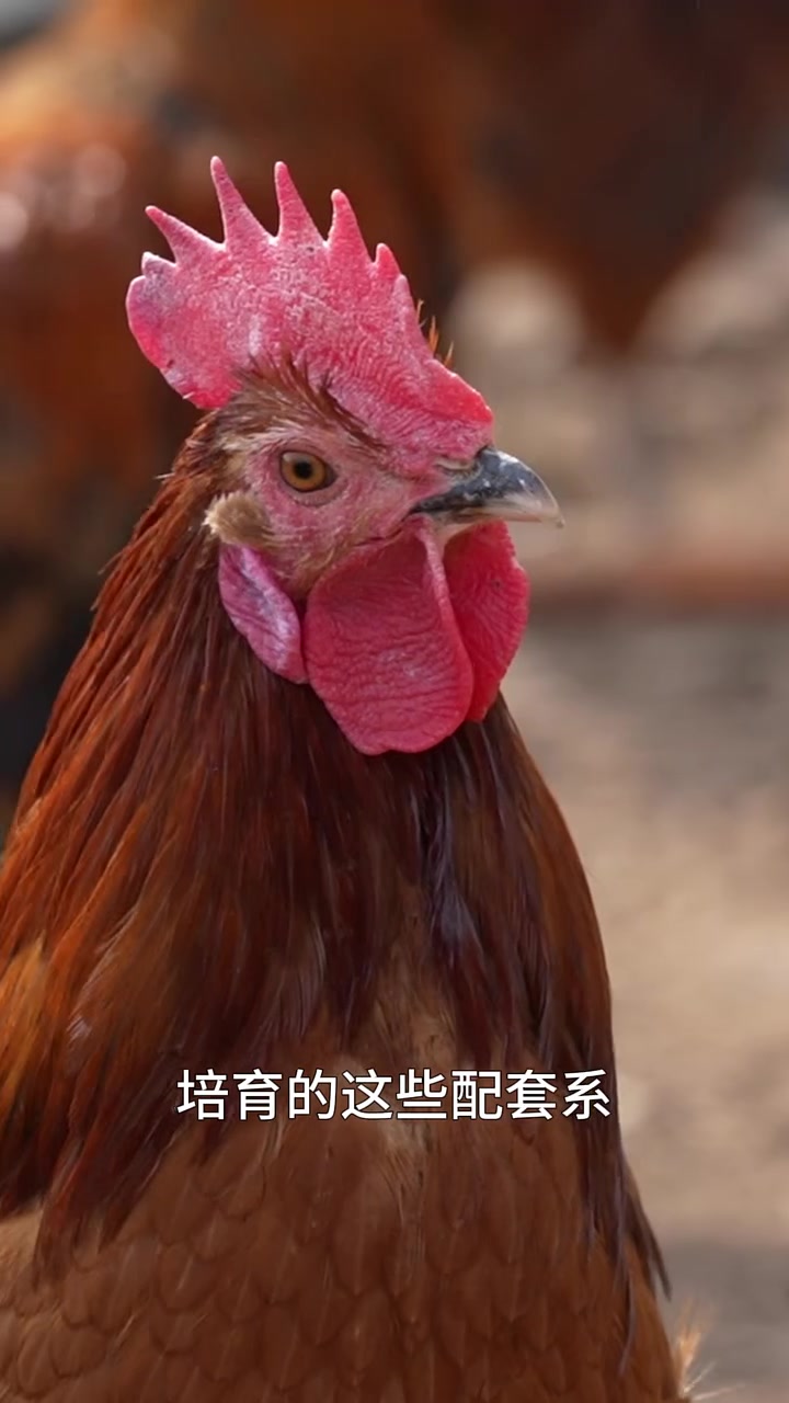 肉鸡分为哪些类型？不同类型的“家庭成员”有多少？