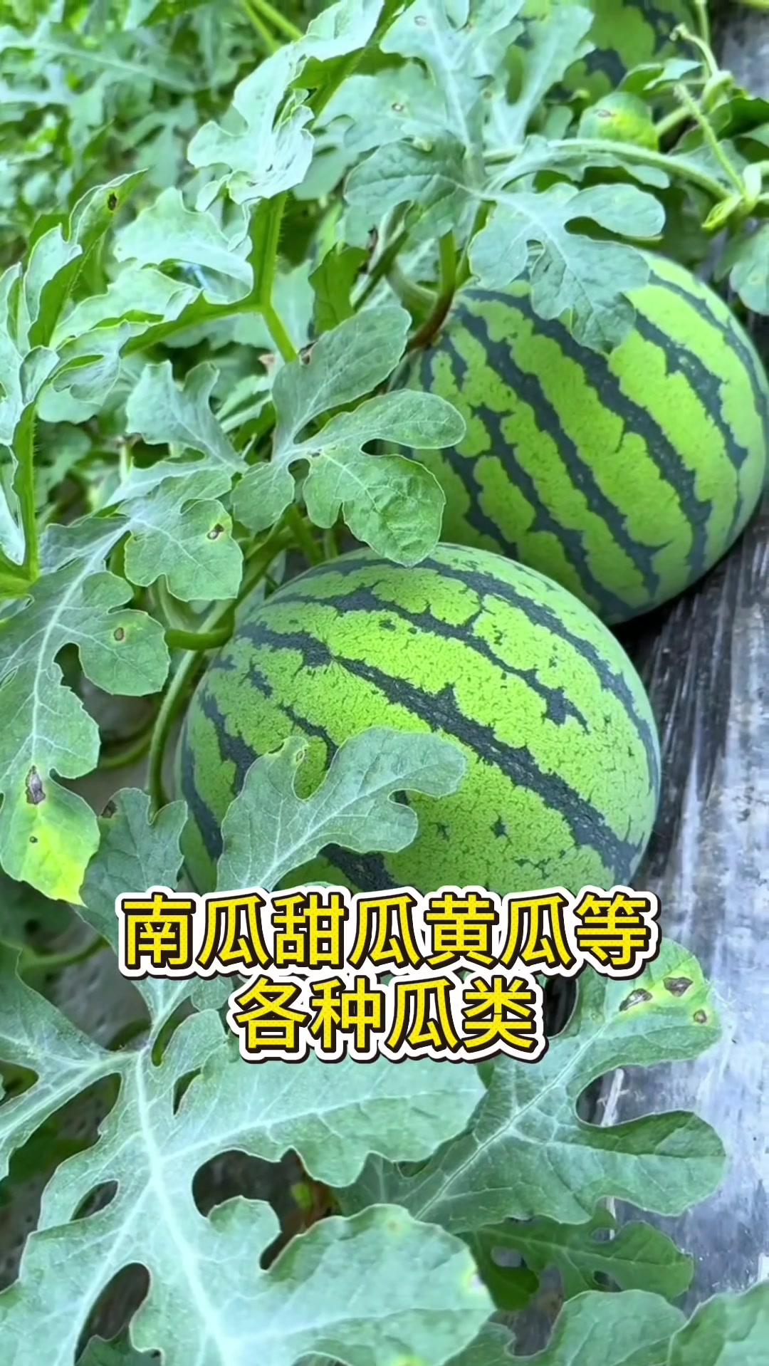 各类蔬菜育苗种植时间