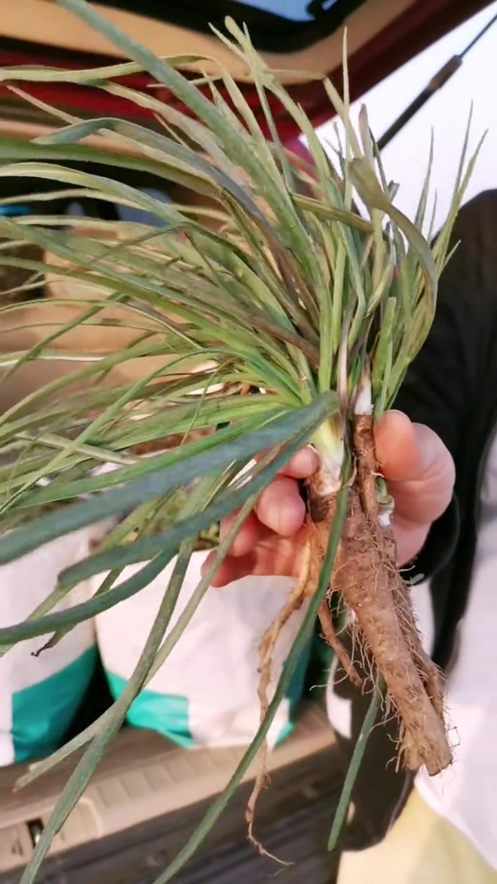 山东常见野菜兔儿奶，根似牛蒡，竟有牡蛎般的味道！