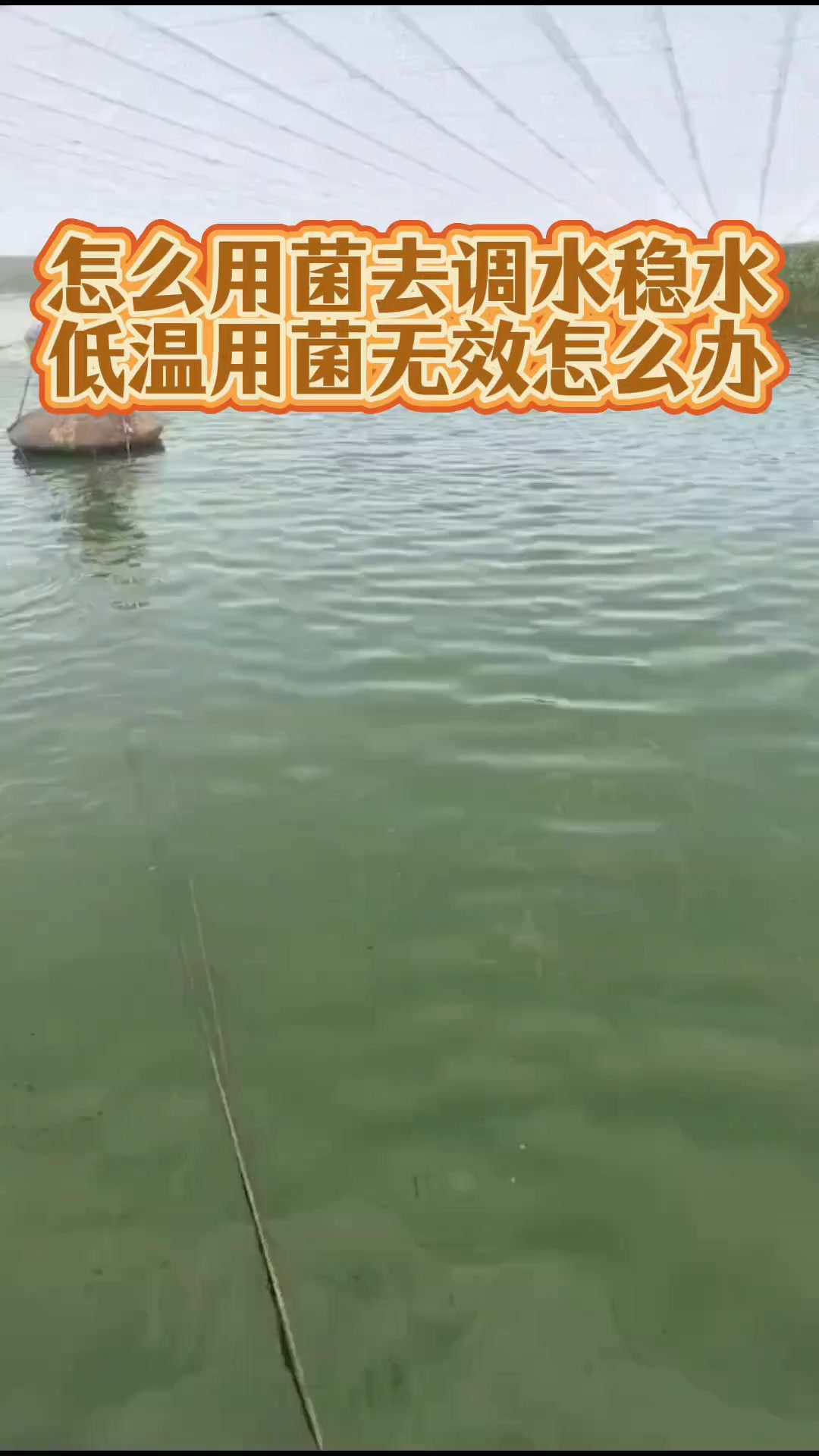 南美白对虾养殖:调水菌种怎么用才能稳水?