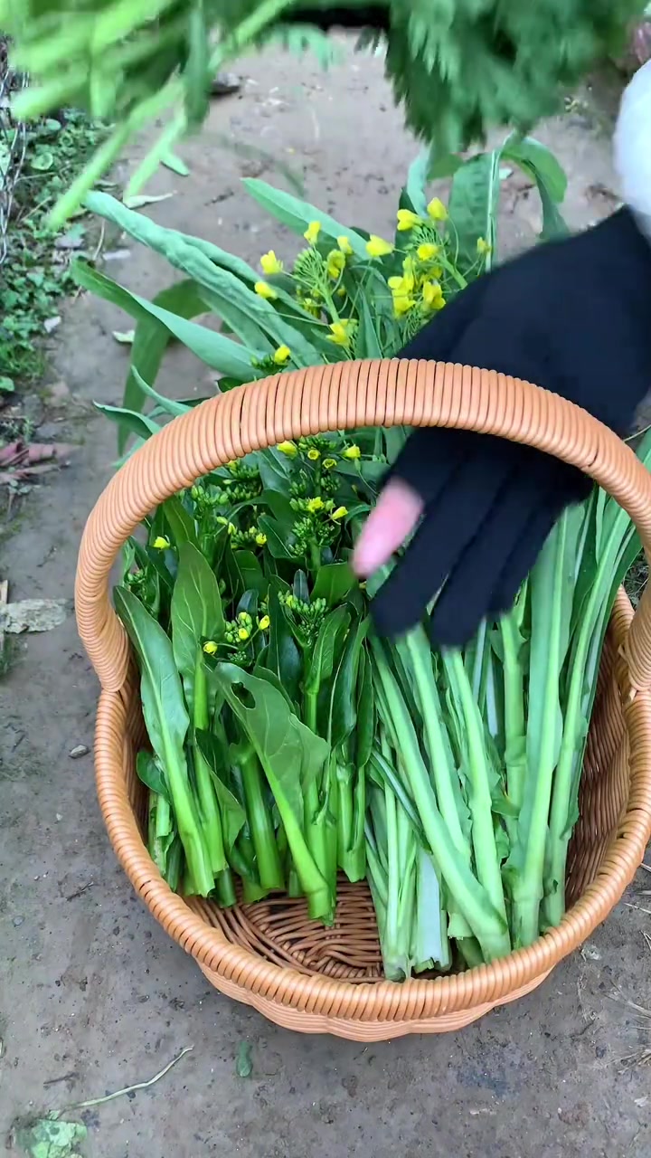 日常家庭菜园摘菜，记录惬意种植生活