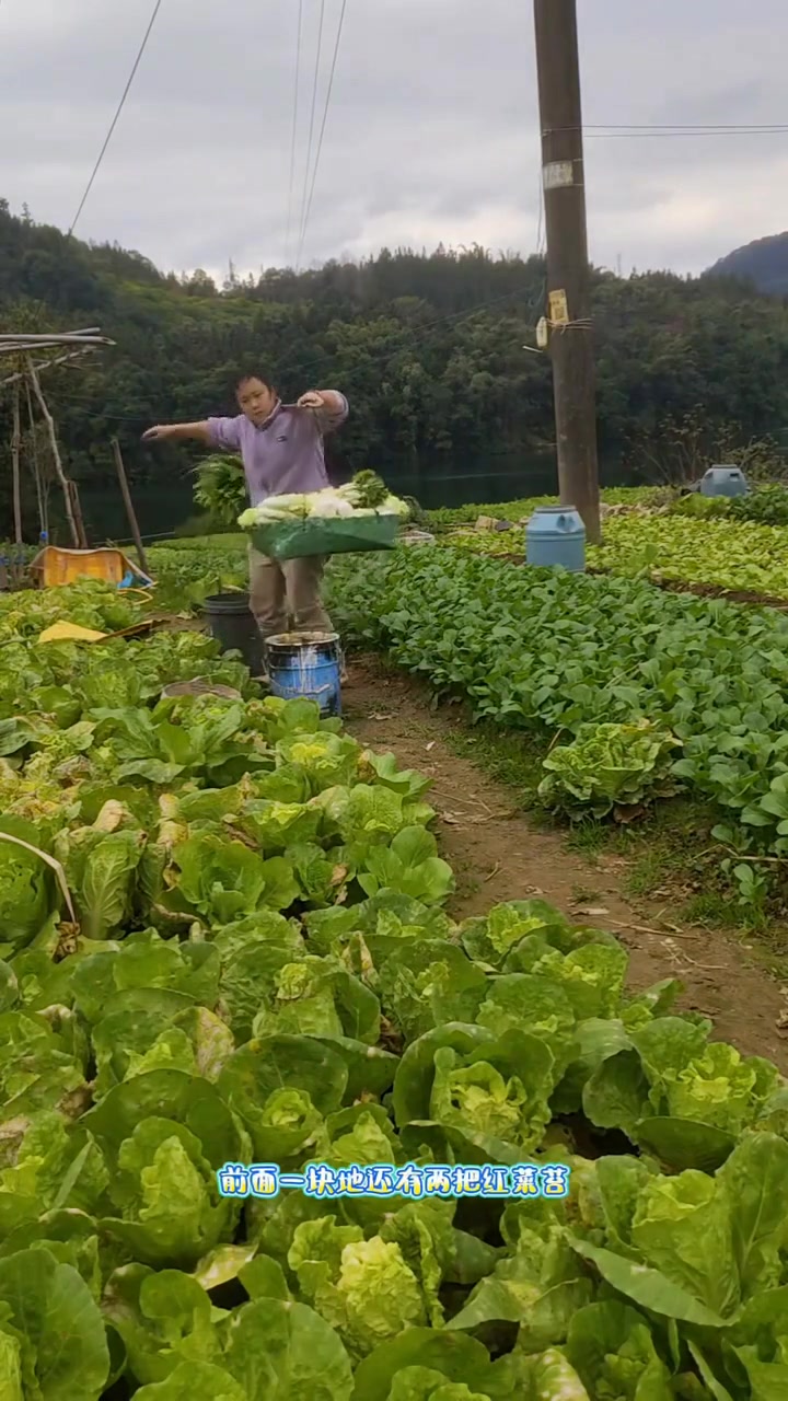 90 后宝妈摆摊卖新鲜采摘蔬菜，分享真实生活