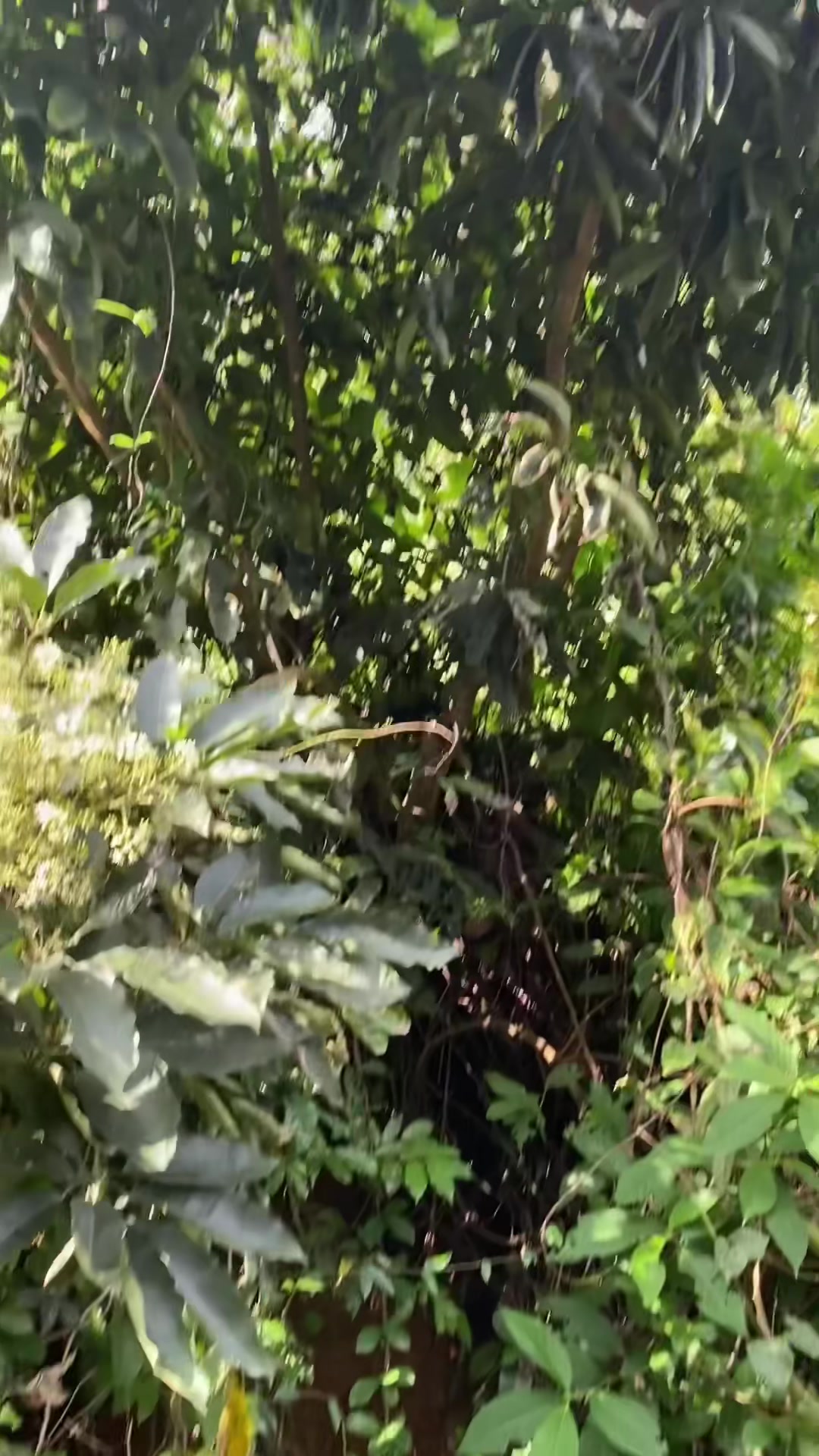 鸭脚木冬天大开可以大流蜜植物广东特有冬蜜