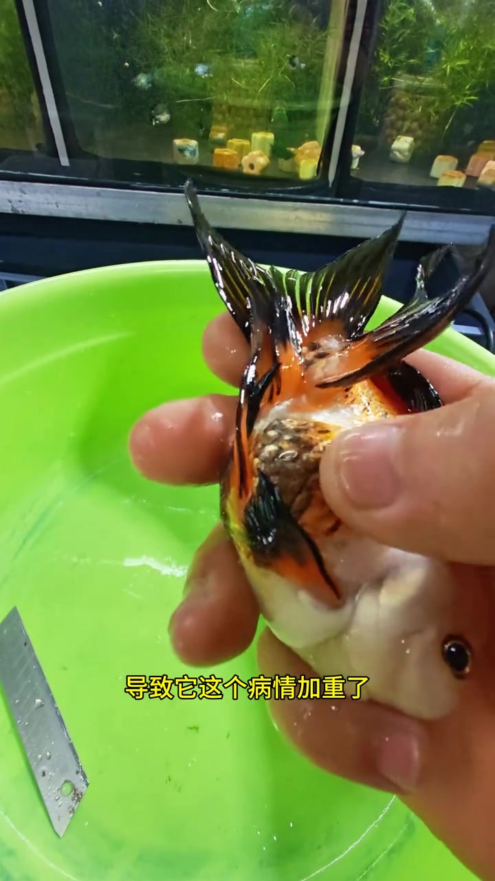 金鱼翻肚的原因找到了
