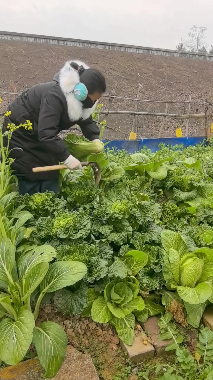 冬天的正确打开方式，竟被青口白菜“耽误”了