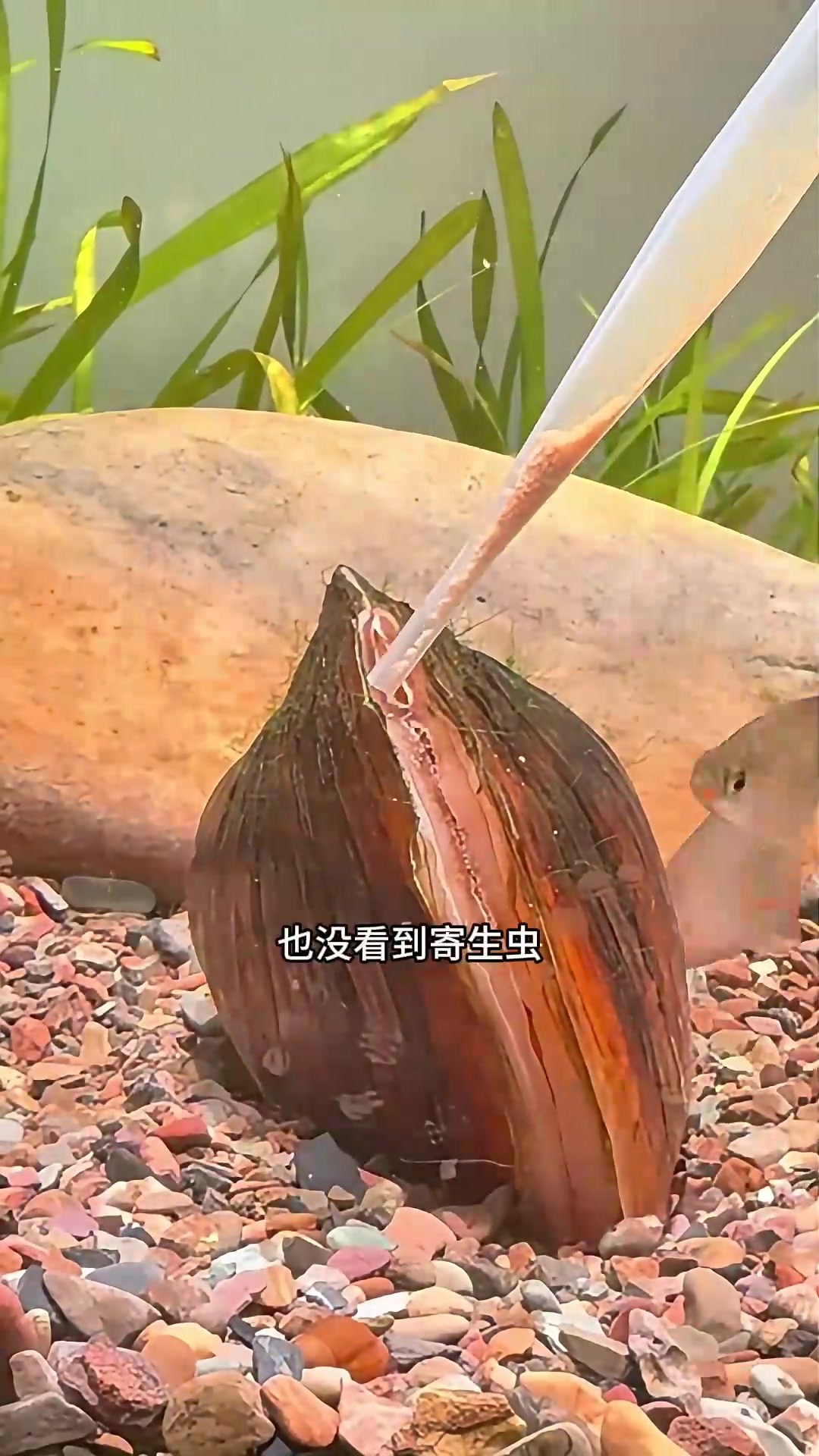 用河蚌自然繁殖鳑鲏，如何在鱼缸里喂养河蚌