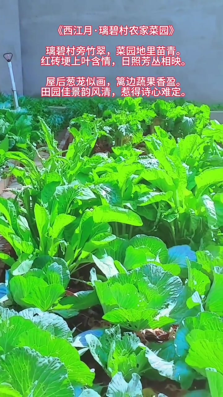你喜欢这种纯有机青菜的农家菜园吗?