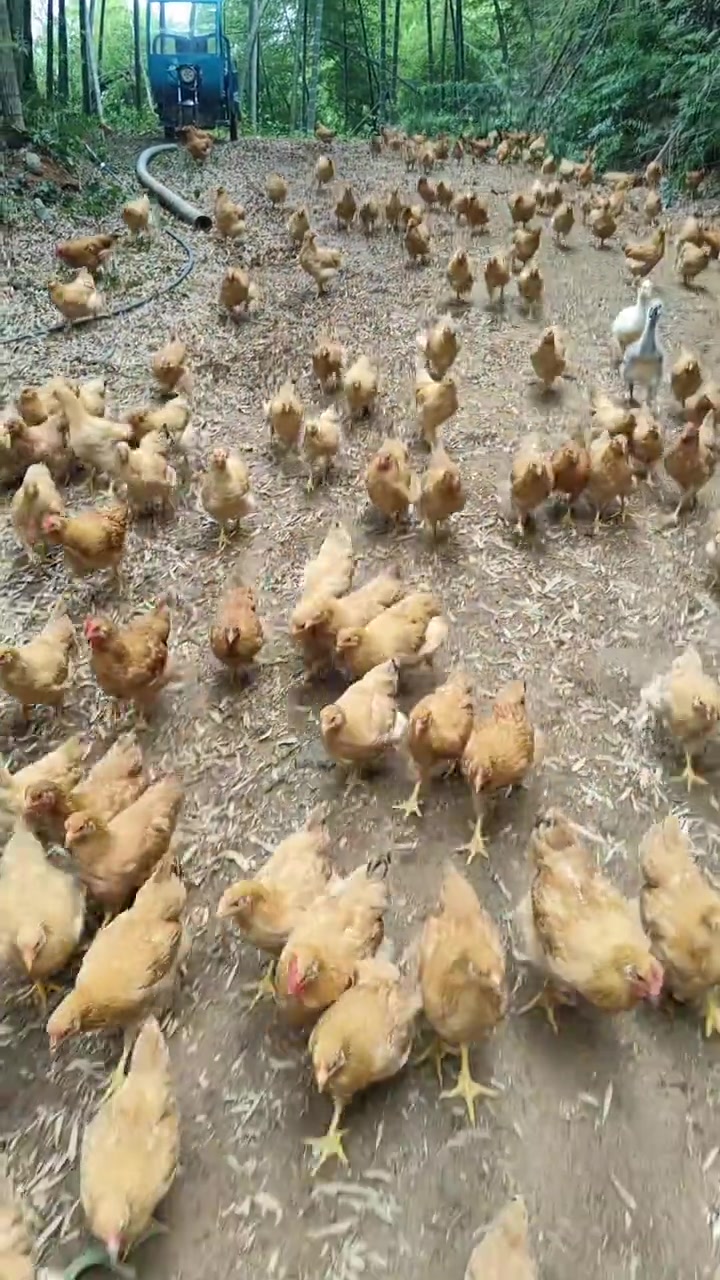 鲜嫩小鸡，竟要20块钱1斤！