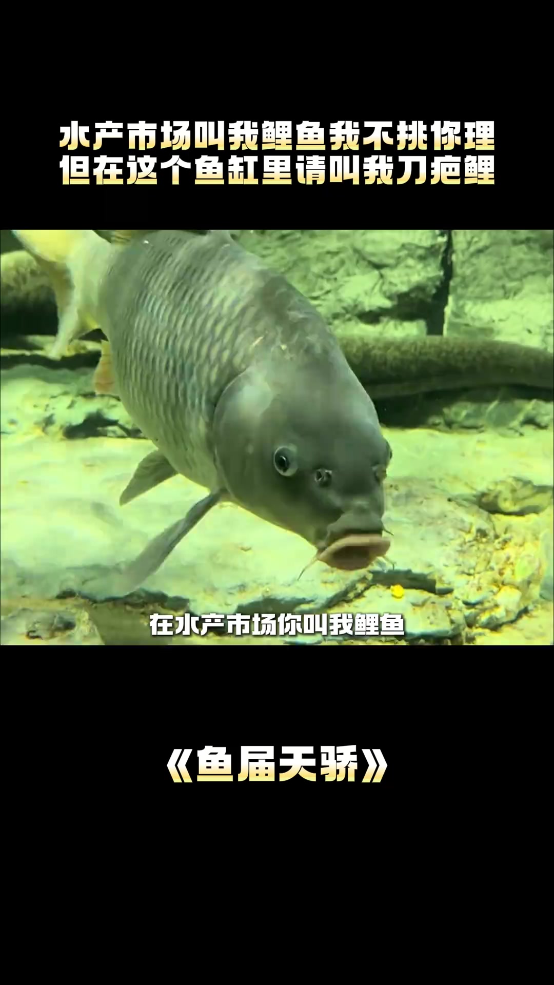 刀疤鲤的传奇鱼生,我在等停电,你们在等什么呢