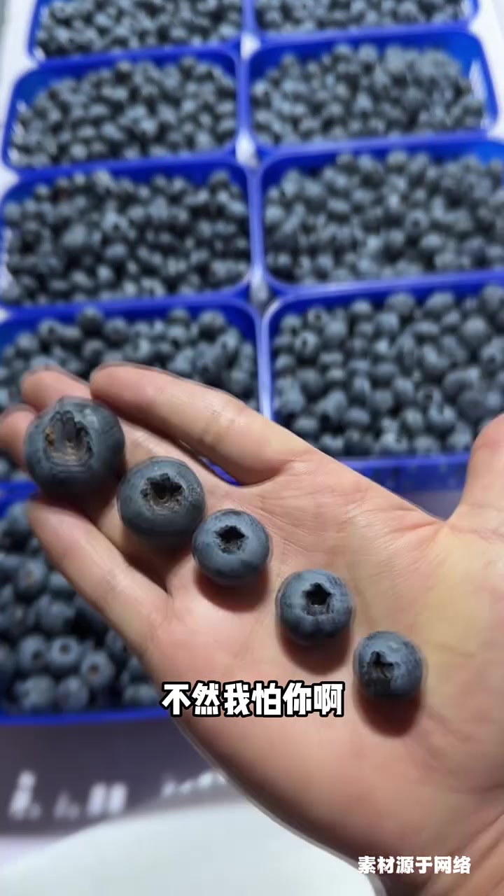 打奶昔浓郁到离谱!颗颗爆汁脆甜蓝莓,性价比吊打奶茶店同款配料