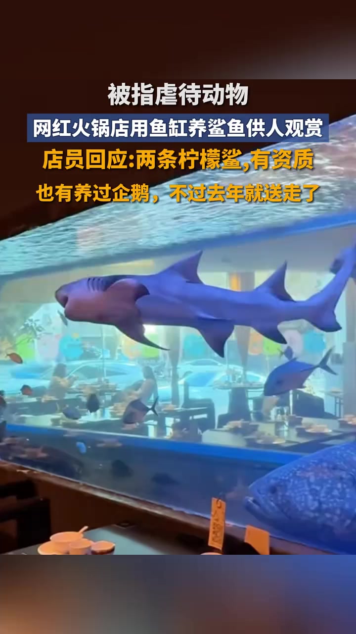 太原一火锅店用鱼缸养鲨鱼供人观赏,火锅店回应:两条柠檬鲨,有资质,也有养过企鹅,不过去年就