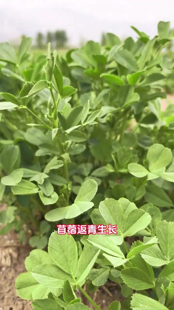 苜蓿返青水灌溉,时间宜控制在植株长至10cm以上