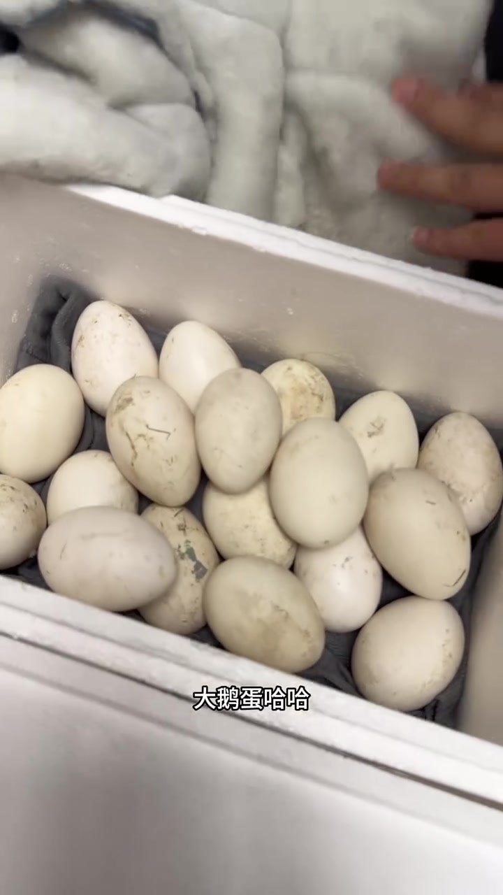 马上过年了，远嫁收到了娘家妈包的酸菜猪肉馅的大饺子，每个都是独立包装！