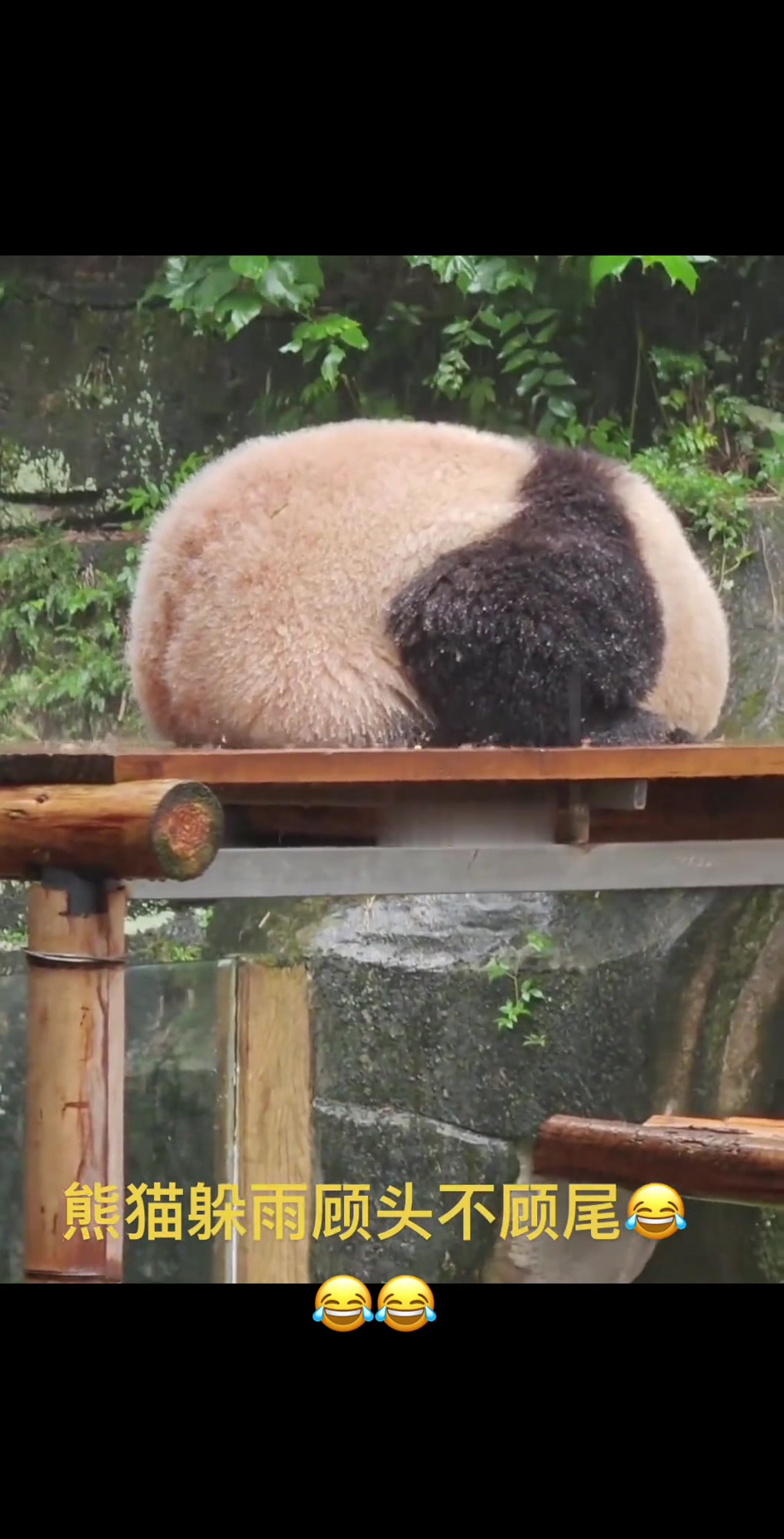 可爱大熊猫花花撒欢的精彩视频来袭