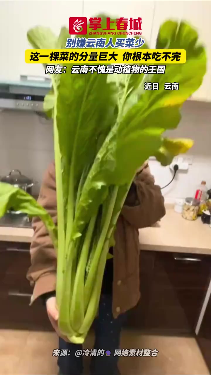 别嫌云南人买菜少！这一棵菜的分量巨大，你根本吃不完，网友：云南不愧是动植物的王国#有一种叫