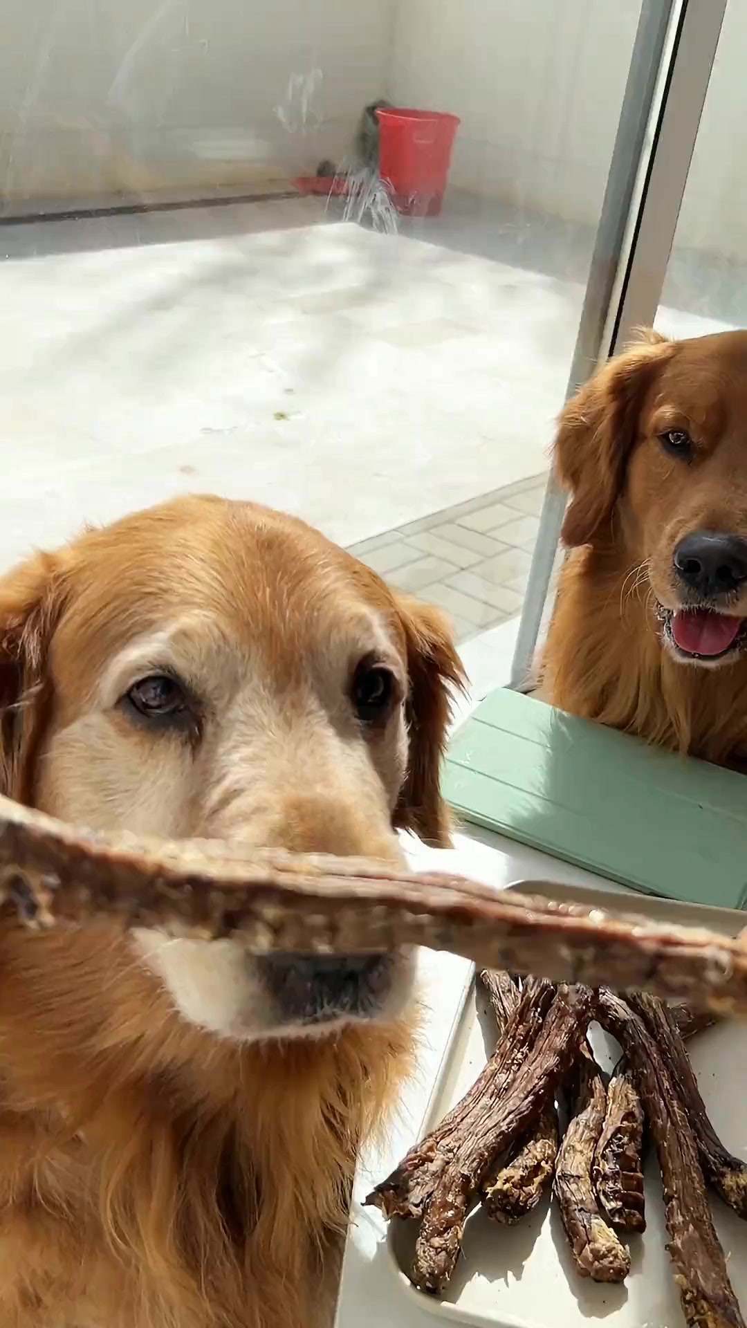 新鲜出炉烘干大鸭脖，给狗狗磨牙解馋的优质狗零食