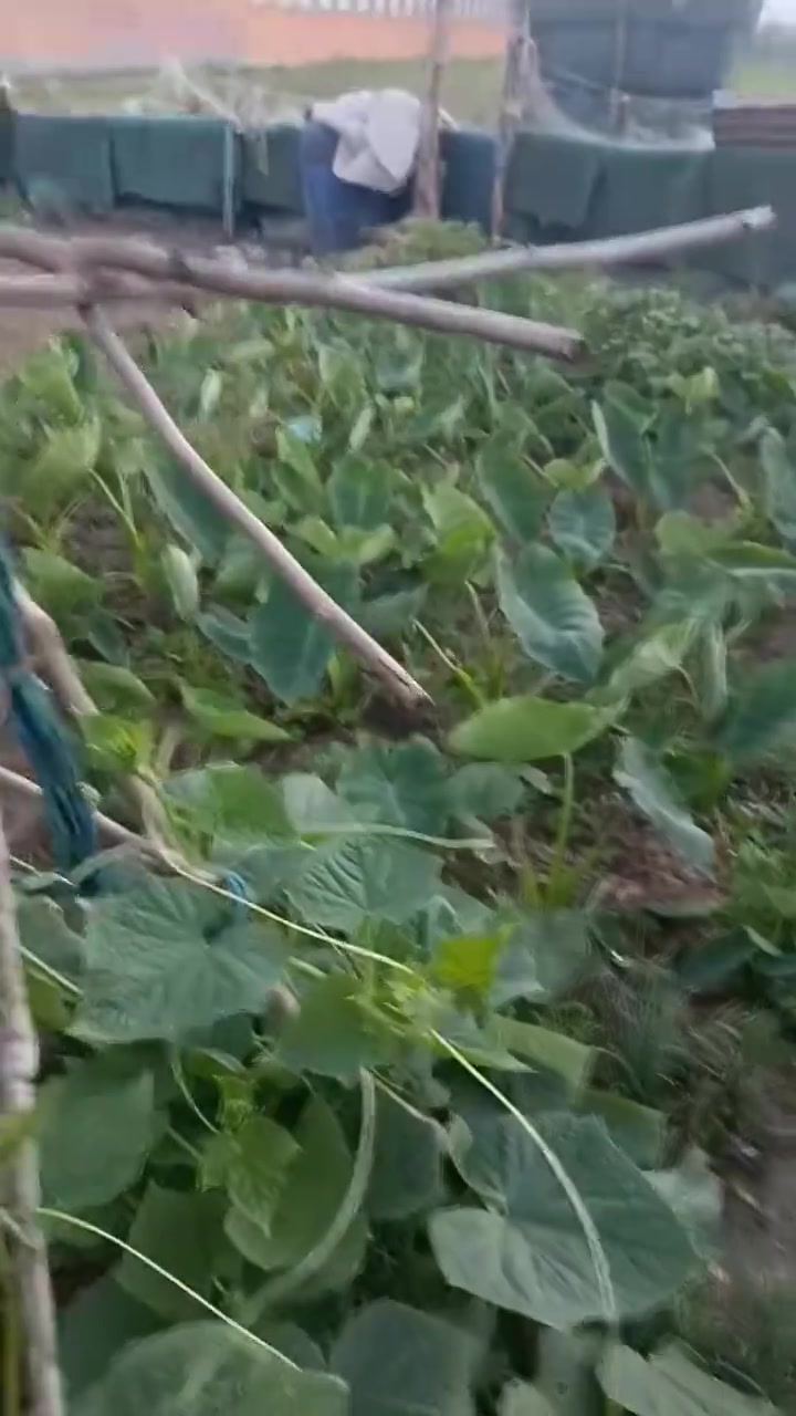 兄弟姐妹们大家早上好，感谢大家的，有想吃正宗土公鸡快点来啊，这就是农村生活