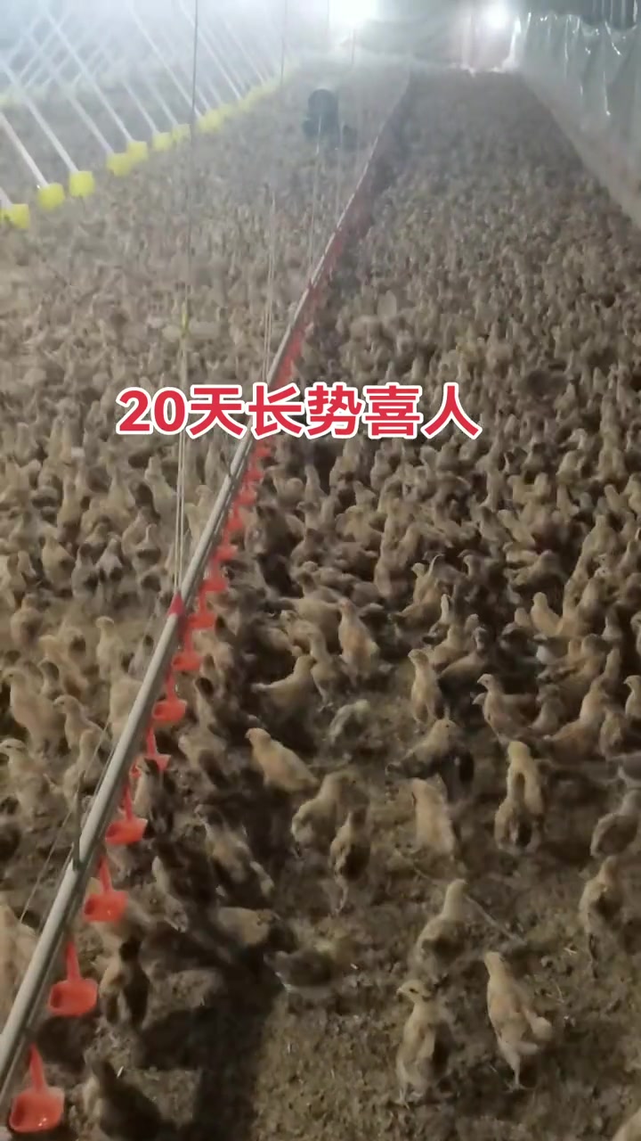 第一批散养土鸡苗来袭