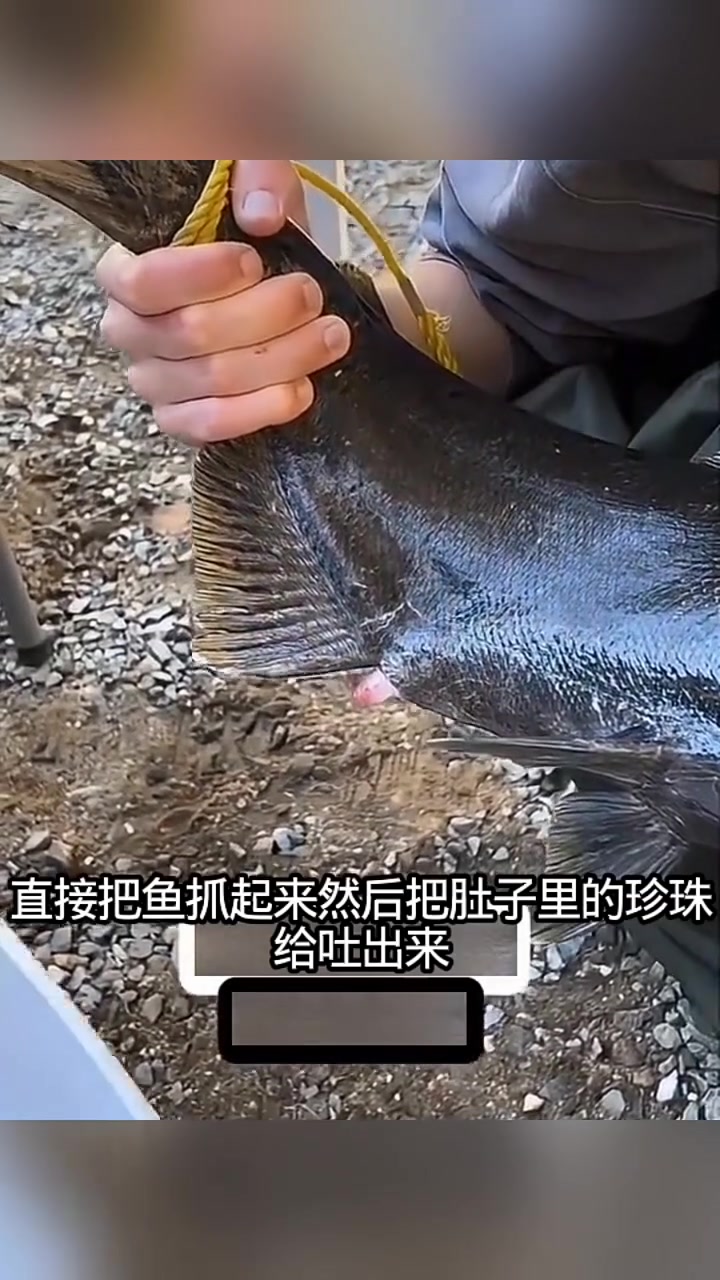 鱼肚子里的珍珠，是鱼子酱吗