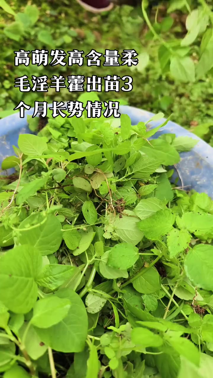 新品种高萌发高含量柔毛淫羊藿出苗3个月长势良好
